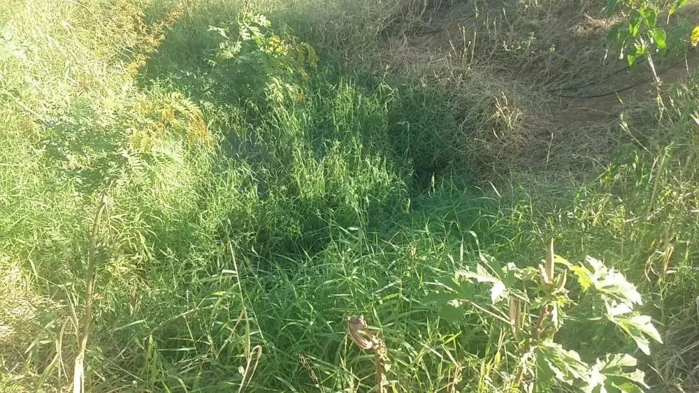 Brumado: Comunidade da Fazenda Barreirinho sofre com falta de água para consumo humano e animal