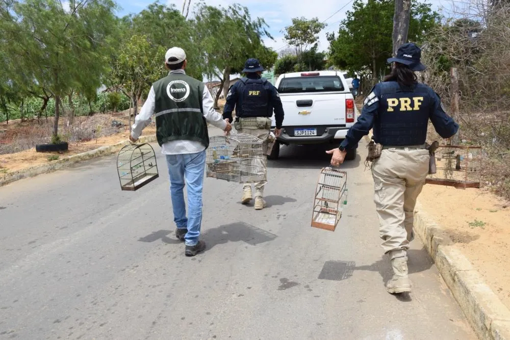 Em Caetité, Operação FPI resgata aves silvestres e reforça o combate ao comércio ilegal