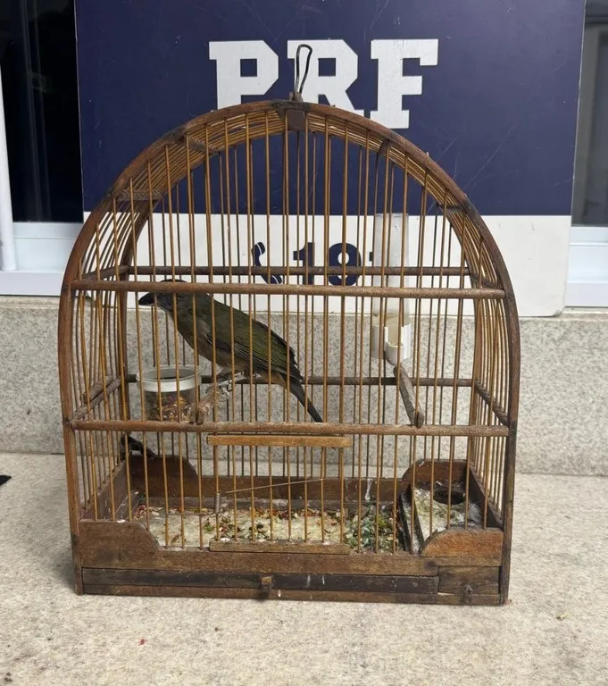 PRF resgata 23 aves silvestres transportadas ilegalmente em ônibus interestaduais em Vitória da Conquista