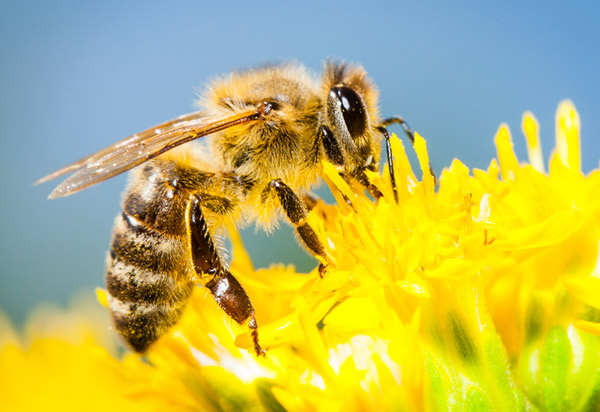 Bahia: Criança de 3 anos morre após ser picada por abelha