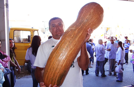 Aracatu: Agricultor colhe abóbora gigante pesando 22 quilos 