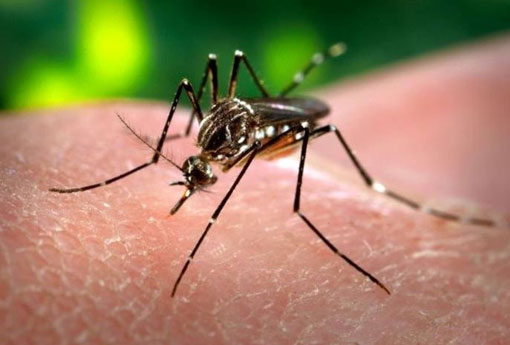 Cuidados para eliminar o Aedes aegypti devem ser redobrados no período de férias