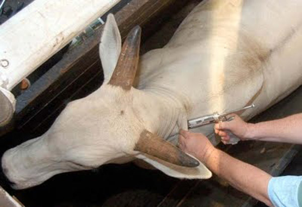 Armazém do Criador: a 2ª etapa de vacinação contra febre aftosa segue até dia 30/11; adquira a vacina para seu rebanho