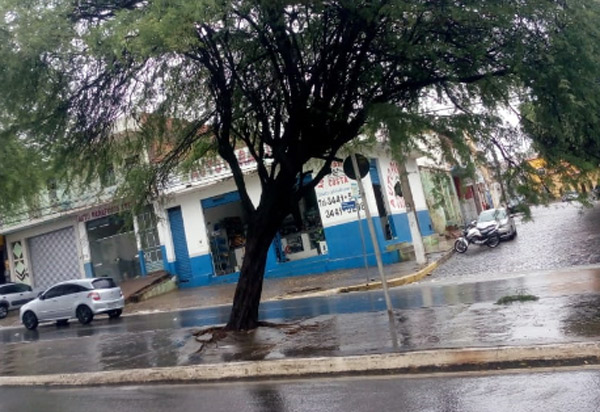 Brumado: árvore do canteiro central da Avenida Centenário pode cair e causar grave acidente