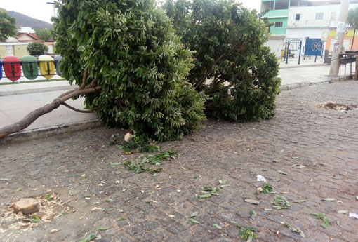 Brumado: árvores são cortadas indiscriminadamente na Praça Heráclito Cardoso