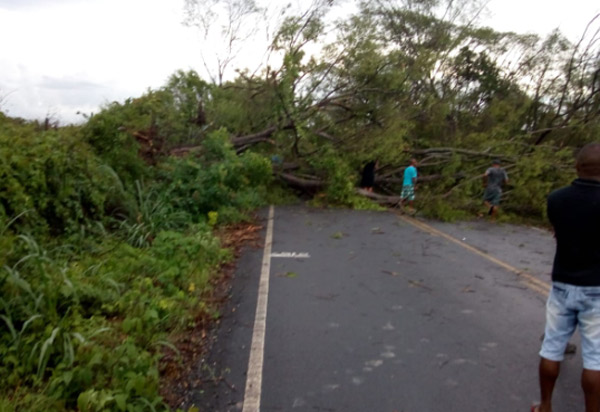 Após chuva e ventos fortes, árvores cairam em Andaraí e bloquearam a BA-142