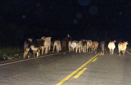 PERIGO: BOIADA NO MEIO DA BA-148