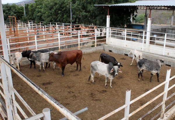 Abate de bovinos e de suínos cresce em relação a 2017
