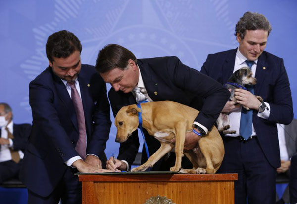 Sancionada lei que aumenta punição para maus-tratos de animais