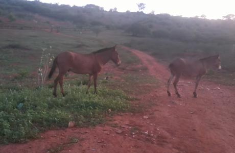 BRUMADO: DOIS BURROS ROUBADOS EM PROPRIEDADE RURAL