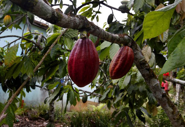Bahia se consolida como maior produtora de cacau do Brasil