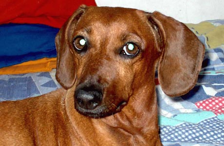 UTILIDADE PÚBLICA: ANIMAL DESAPARECIDO