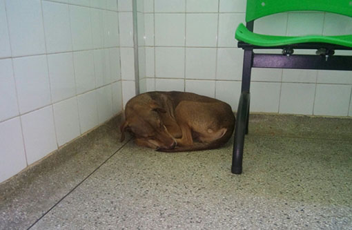 Livramento: Cachorro chega a hospital com dono, este morre, mas animal continua a esperá-lo na unidade