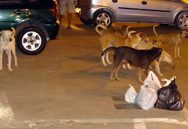 Câmara dos Deputados aumenta pena de maus-tratos contra animais e zoofilia