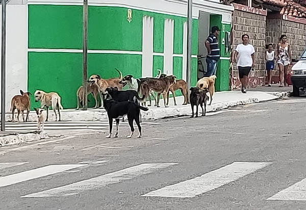 Brumado: Animais soltos na Avenida Otávio Mangabeira preocupa populares 