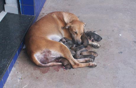 SUDOESTE: CADELA TEVE 18 FILHOTES EM LIVRAMENTO