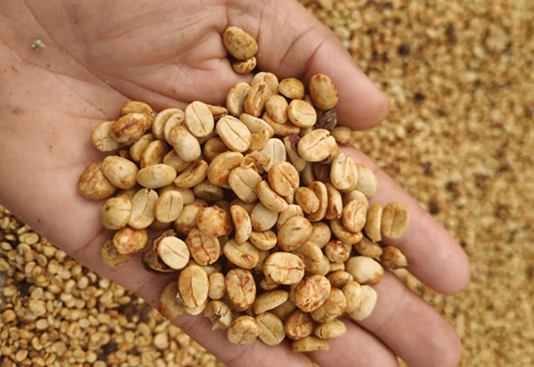 Café de cooperativa baiana é selecionada em principal concurso de café do mundo