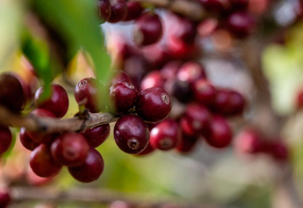 Piatã: Cafeicultores de Cooperativa são classificados ao Oscar dos cafés especiais