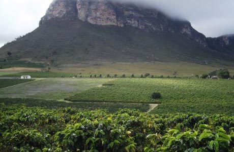 Café que o Papa consome é feito na região Sudoeste da Bahia