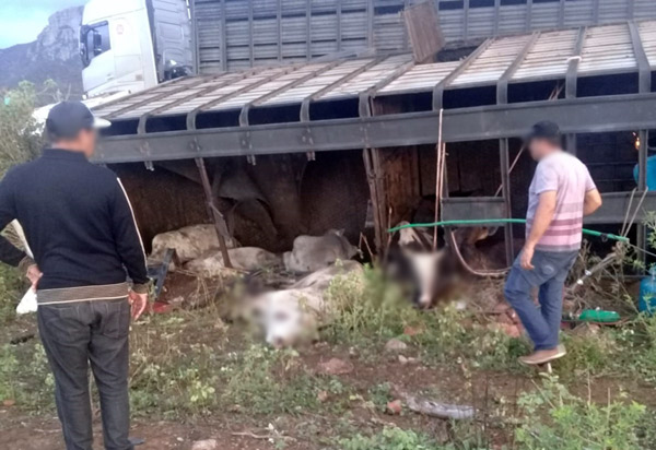 Caminhão carregado de bovinos tombou na BA-152, em Livramento de Nossa Senhora