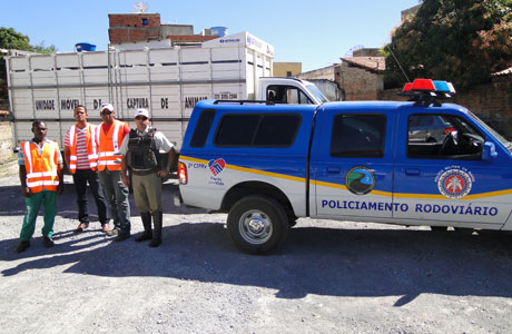 POLÍCIA RODOVIÁRIA RETIRA ANIMAIS DAS PISTAS