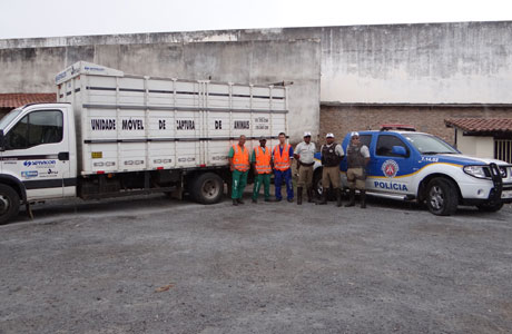 Sudoeste: Caminhão Gaiola está recolhendo animais soltos nas rodovias