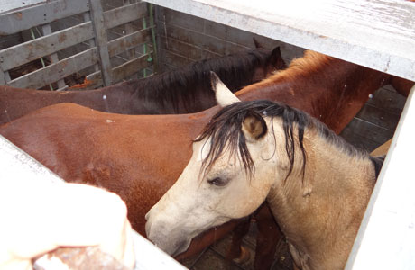 Sudoeste: Caminhão Gaiola está recolhendo animais soltos nas rodovias