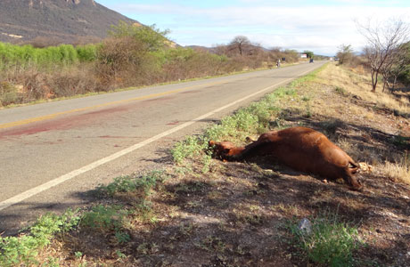 Brumado: Animal solto na pista causa acidente na BA 148