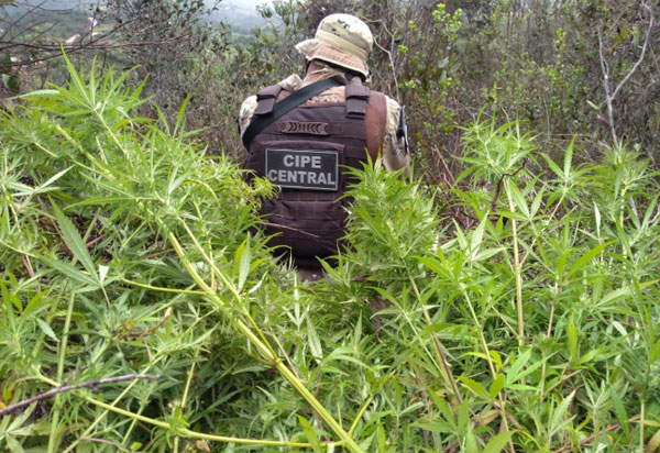 Cipe Central erradica e incinera plantio de maconha em Ibicoara