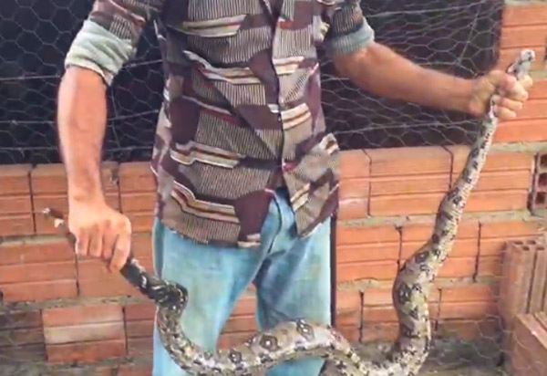 Cobra Jibóia é encontrada por moradores de fazenda do distrito de Arrecife, zona rural de Brumado