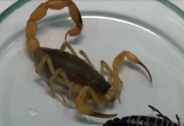 Sesab alerta para aumento no número de picadas de escorpiões em Vitória da Conquista