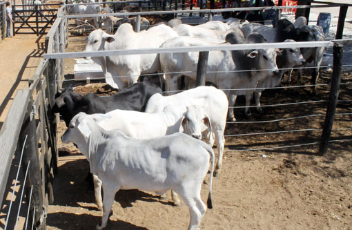 Feira de Animais de Brumado terá a sua terceira edição neste sábado (03)