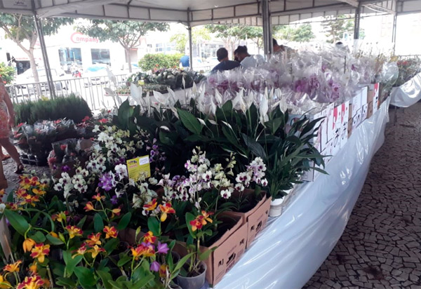  Brumado: Rotary Club de Brumado está promovendo Feira de Flores de Holambra