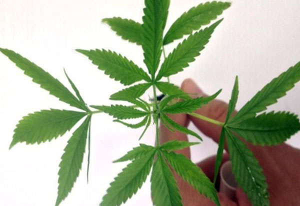 Anvisa autoriza fabricação e venda de medicamentos à base de Cannabis