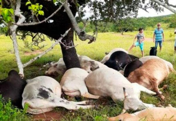 Anagé: Raio atinge árvore e animais morrem em fazenda