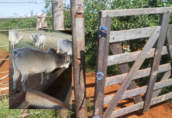 Brumado: criminosos arrombam fazenda e furtam oito cabeças de gado na comunidade de Boa Sorte