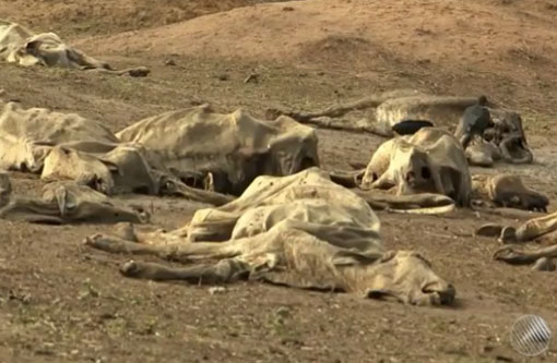Itapetinga: Seca causa perda de 30 mil cabeças de gado