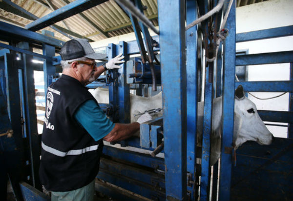 Mais de três milhões de animais serão vacinados contra a febre aftosa na Bahia