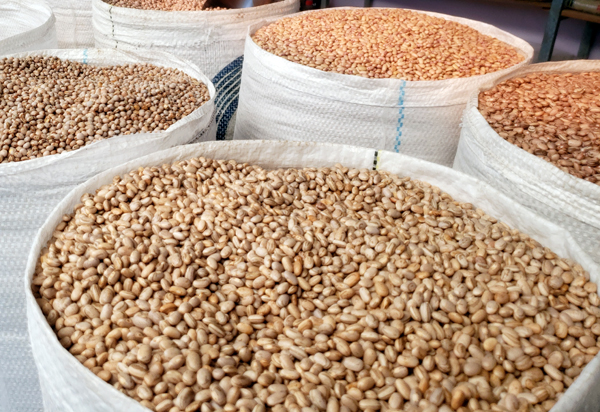 Bahia: Safra de grãos deve alcançar recorde de 10,5 milhões de toneladas este ano 