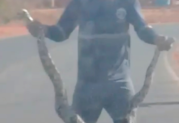 Brumado: Gari encontra jiboia com mais de 2 metros no bairro Esconso