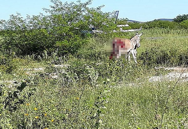 Ibotirama: Morre jumento atropelado por avião carregado de vacinas para Covid-19