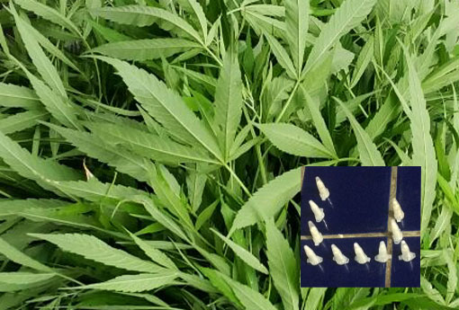 Maioria dos brasileiros é contra a liberação da maconha e cocaína