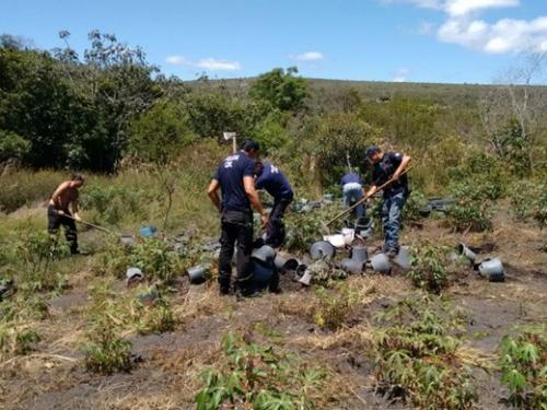 Mais de 800 pés de maconha são destruídos na zona rural de Ibicoara 