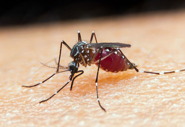 Taxa de mortalidade de doenças negligenciadas aumenta durante pandemia