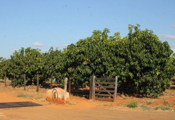 Livramento: Produtores de manga esperam elevar produção no segundo semestre 