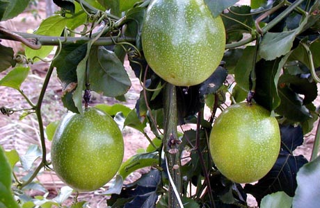 SUDOESTE: PRODUÇÃO DE MARACUJÁ AMEAÇADA NA REGIÃO