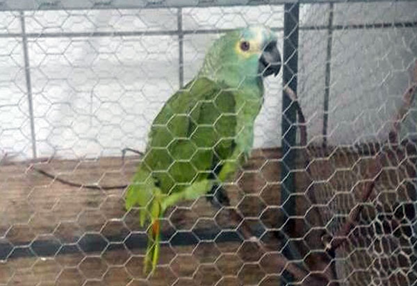 Papagaio é apreendido após anunciar chegada de policiais em ponto de tráfico de drogas