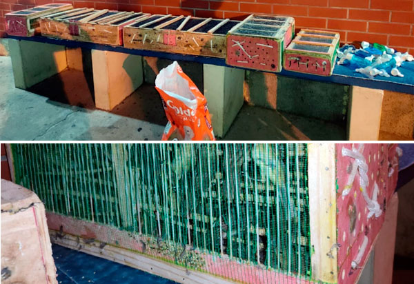 Rio do Antônio: PRE apreende grande quantidade de pássaros silvestres em porta malas de veículo em Ibitira