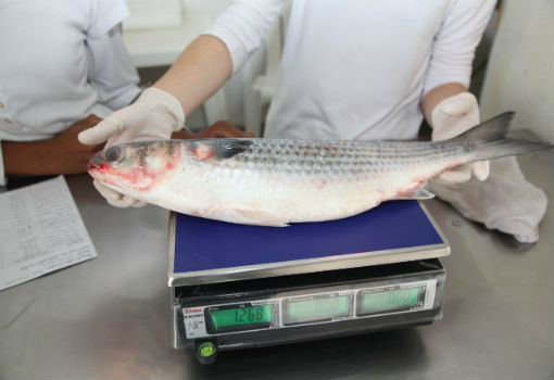 Semana Santa: cuidados ao comprar o peixe garantem a saúde e segurança alimentar 