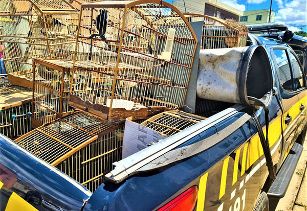 PRF e INEMA deflagram operação de combate a crime ambiental e resgatam 150 animais silvestres no sudoeste da Bahia